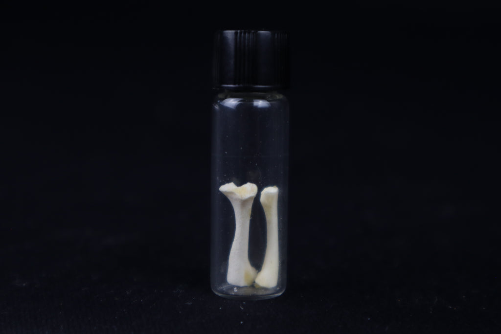 Fetal Red Fox Femur and Humerus