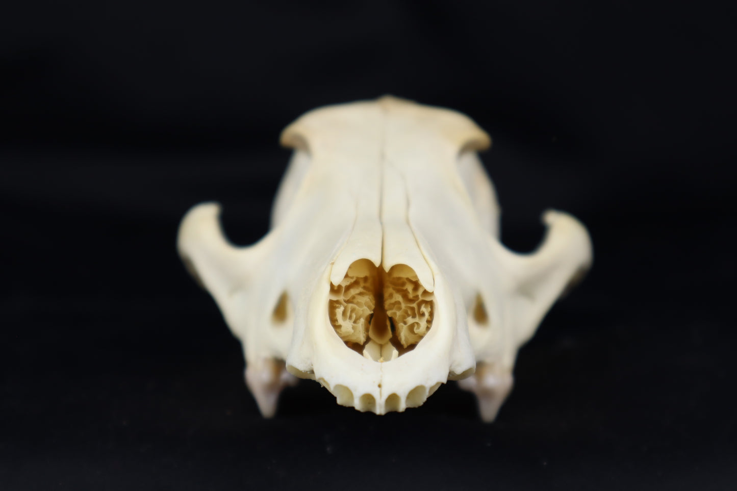 Craft Pathological Coyote Skull