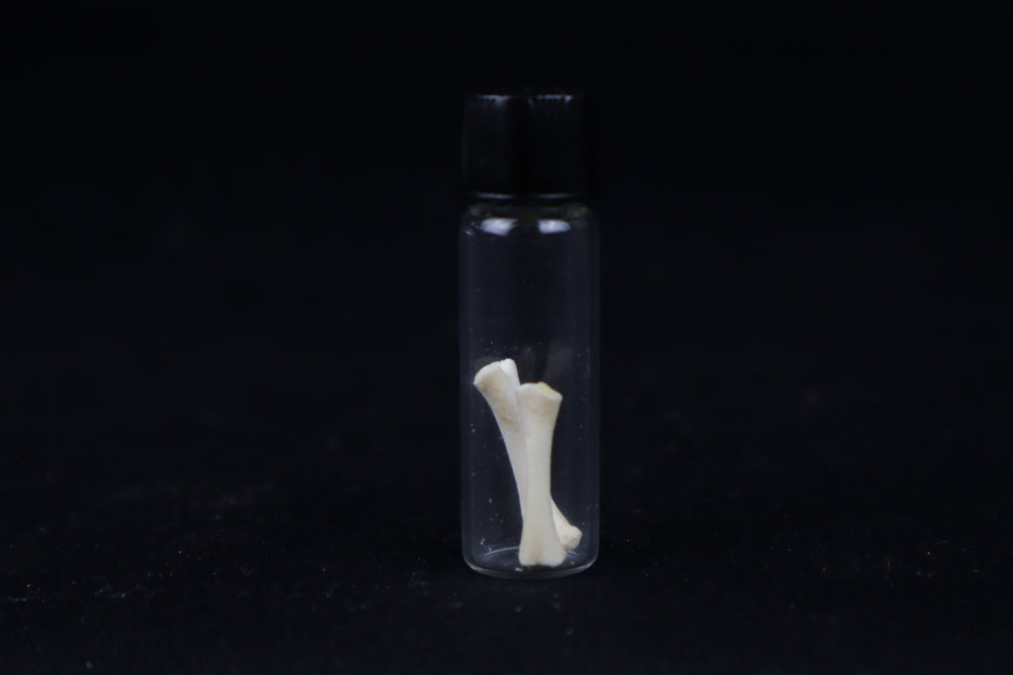 Fetal Red Fox Femur and Humerus