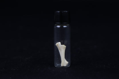 Fetal Red Fox Femur and Humerus
