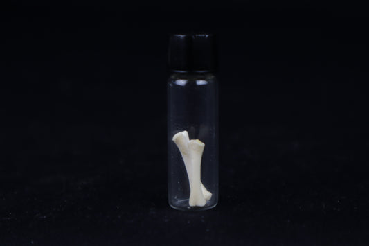 Fetal Red Fox Femur and Humerus