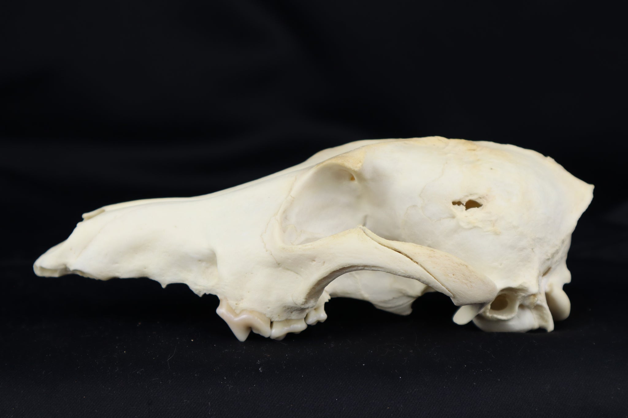 Craft Pathological Coyote Skull
