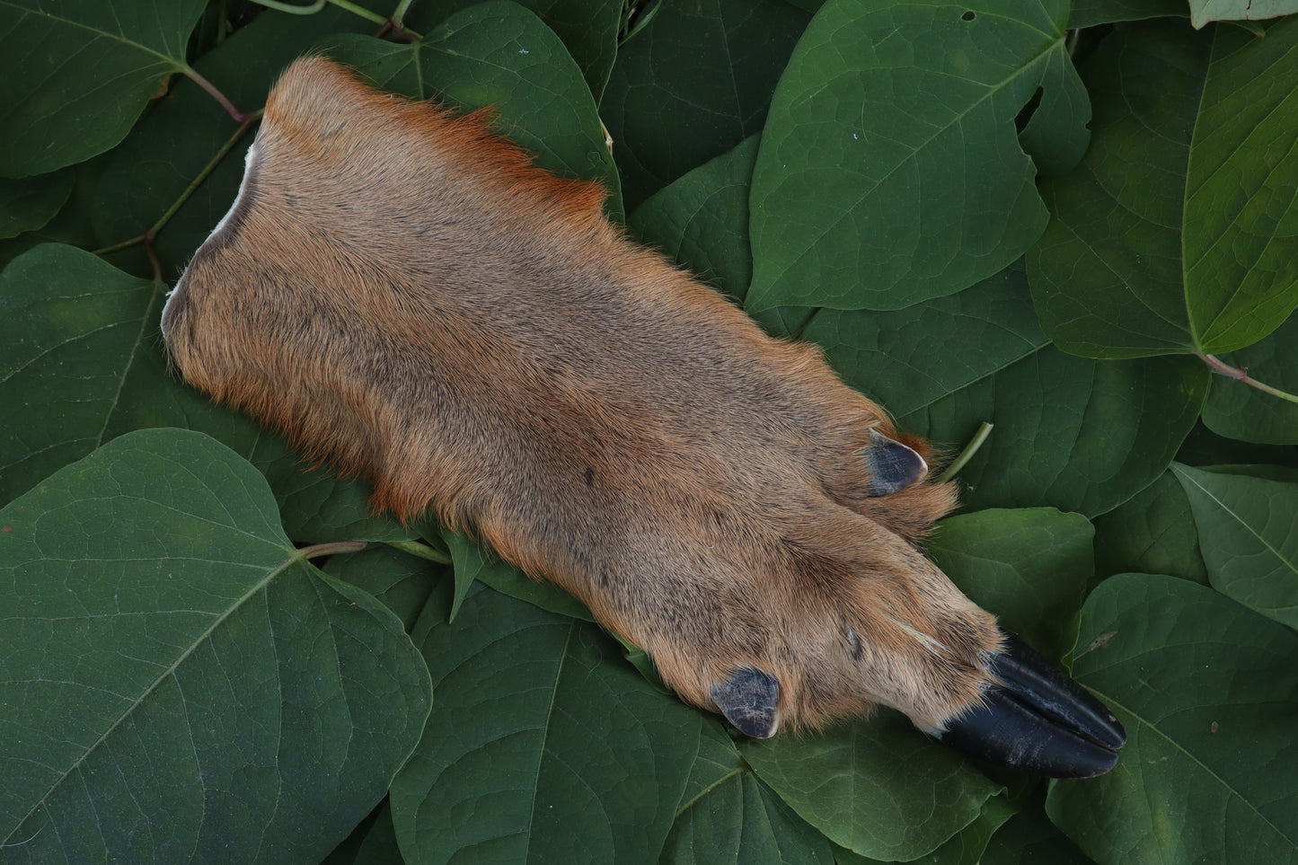 Soft Tanned Whitetail Deer Foot