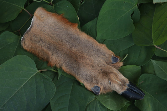 Soft Tanned Whitetail Deer Foot