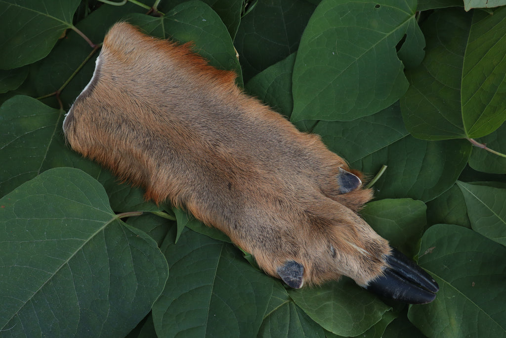 Soft Tanned Whitetail Deer Foot