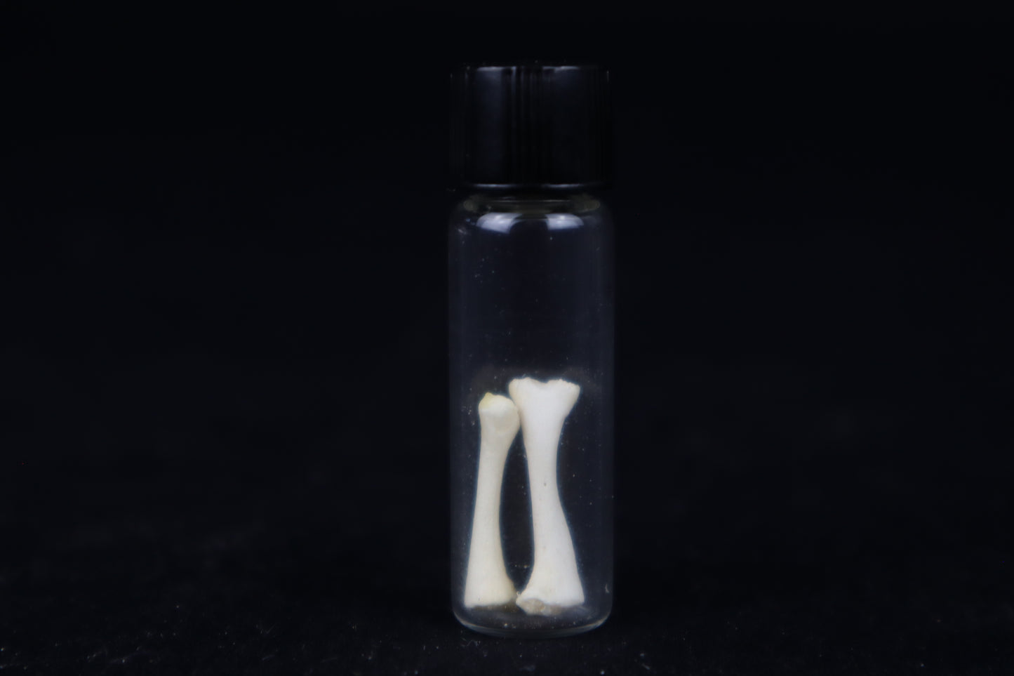 Fetal Red Fox Femur and Humerus