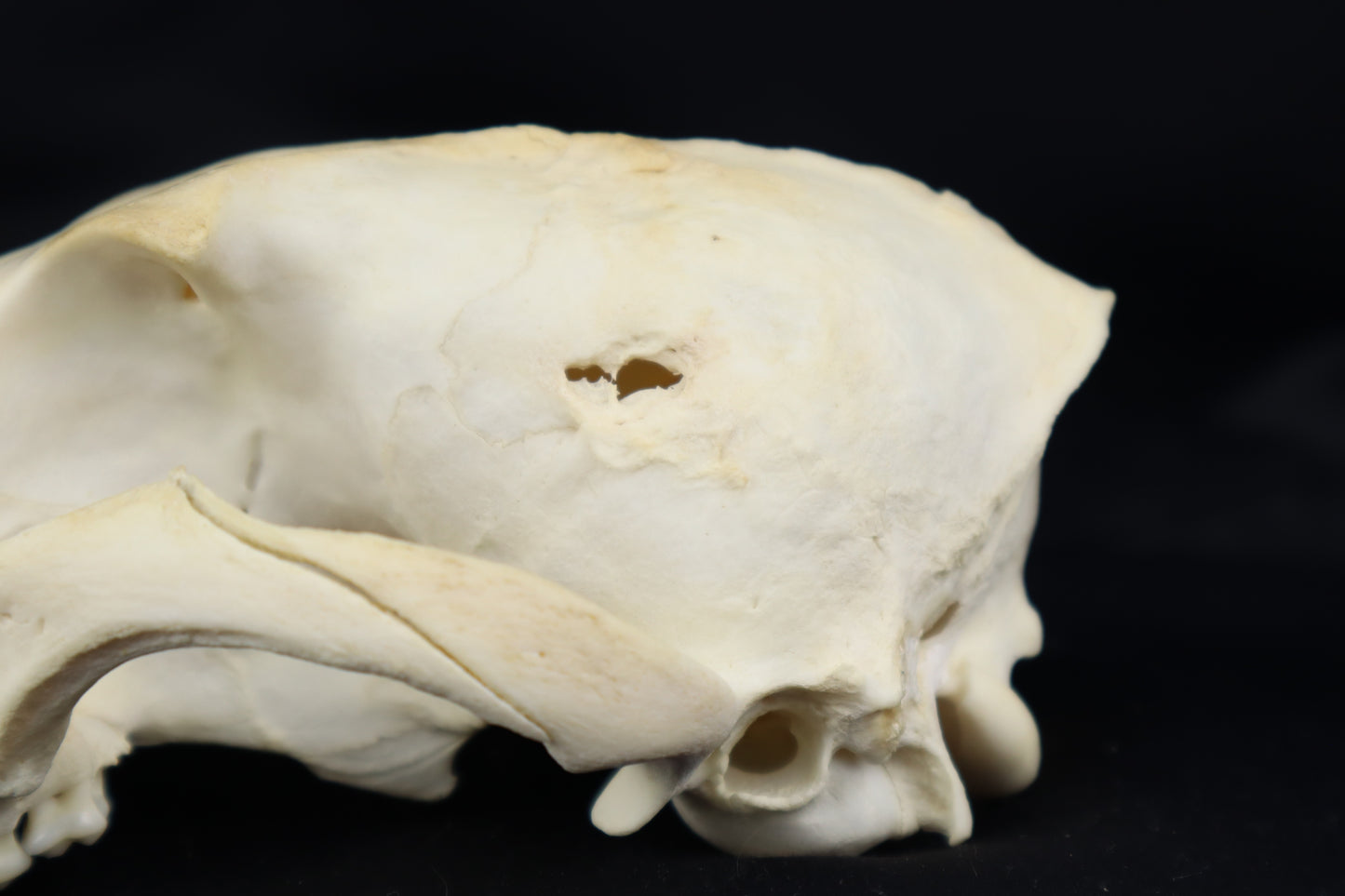Craft Pathological Coyote Skull