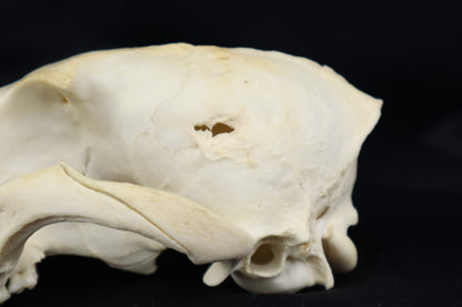 Craft Pathological Coyote Skull