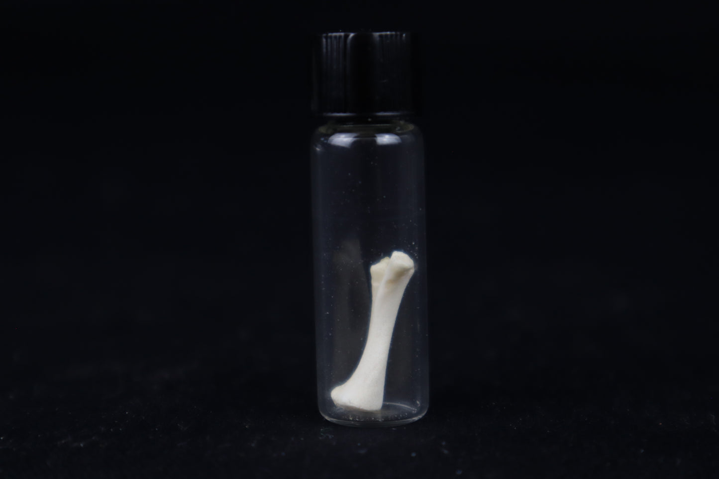 Fetal Red Fox Femur and Humerus