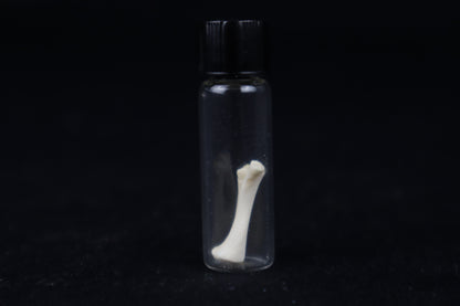Fetal Red Fox Femur and Humerus