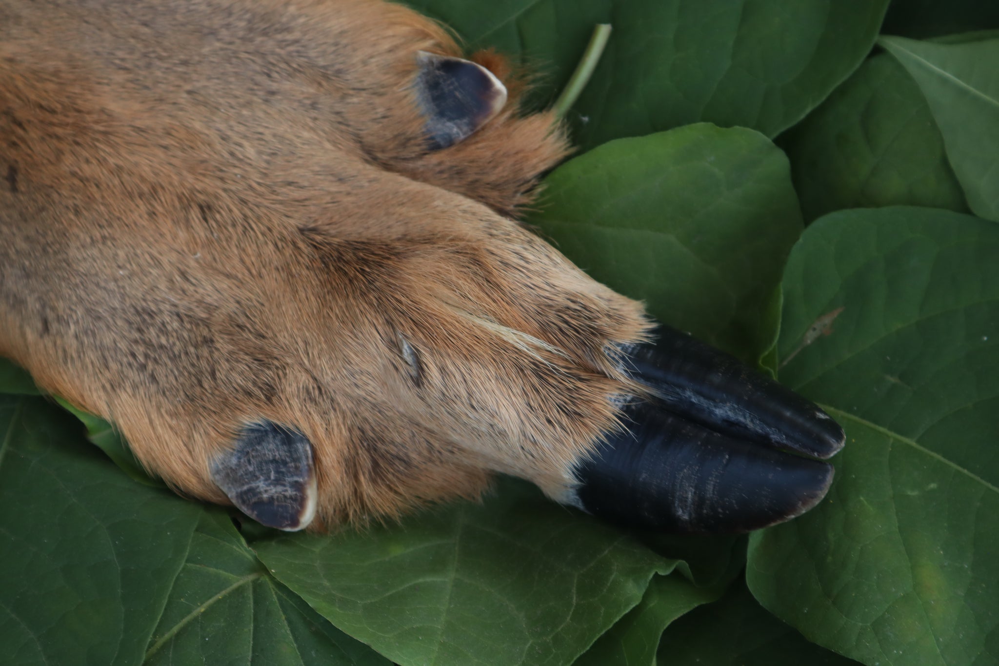 Soft Tanned Whitetail Deer Foot