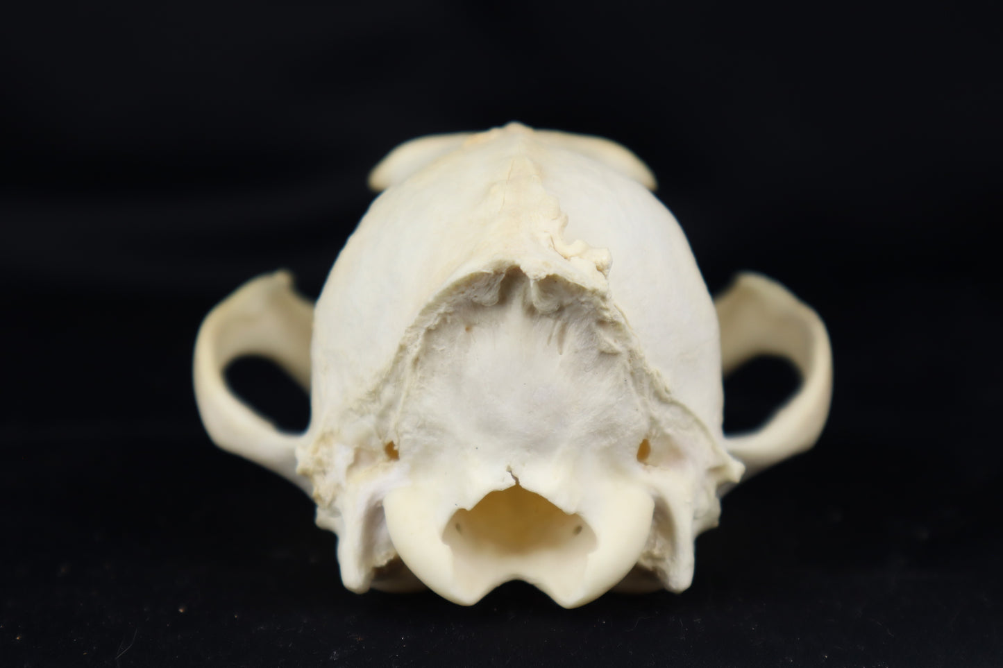 Craft Pathological Coyote Skull