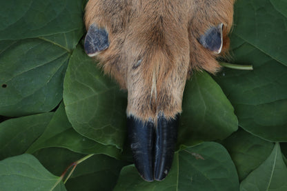 Soft Tanned Whitetail Deer Foot