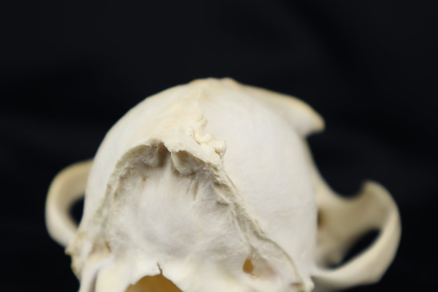 Craft Pathological Coyote Skull