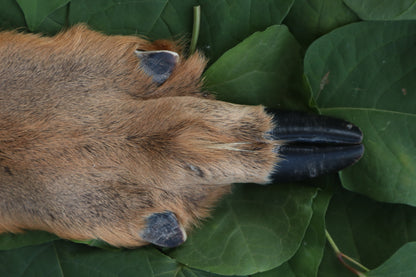 Soft Tanned Whitetail Deer Foot