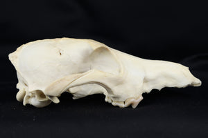 Craft Pathological Coyote Skull