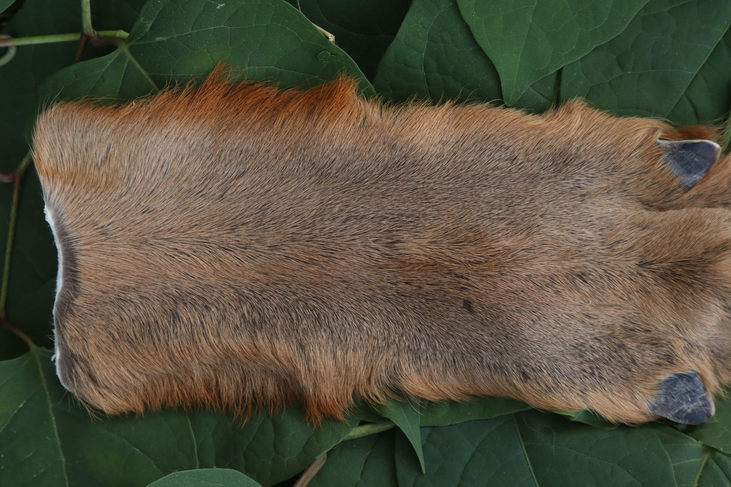 Soft Tanned Whitetail Deer Foot
