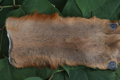 Soft Tanned Whitetail Deer Foot