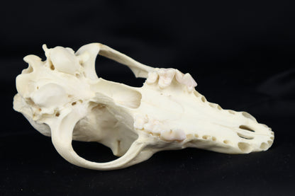Craft Pathological Coyote Skull