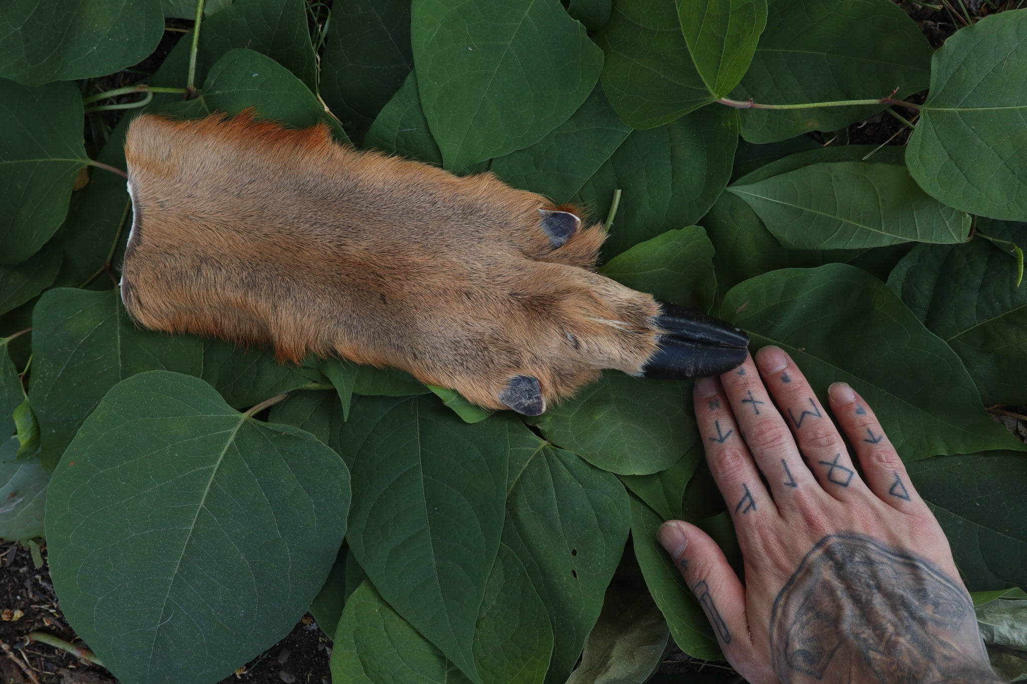 Soft Tanned Whitetail Deer Foot