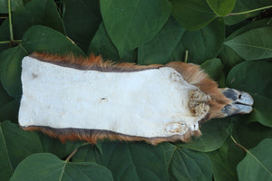 Soft Tanned Whitetail Deer Foot