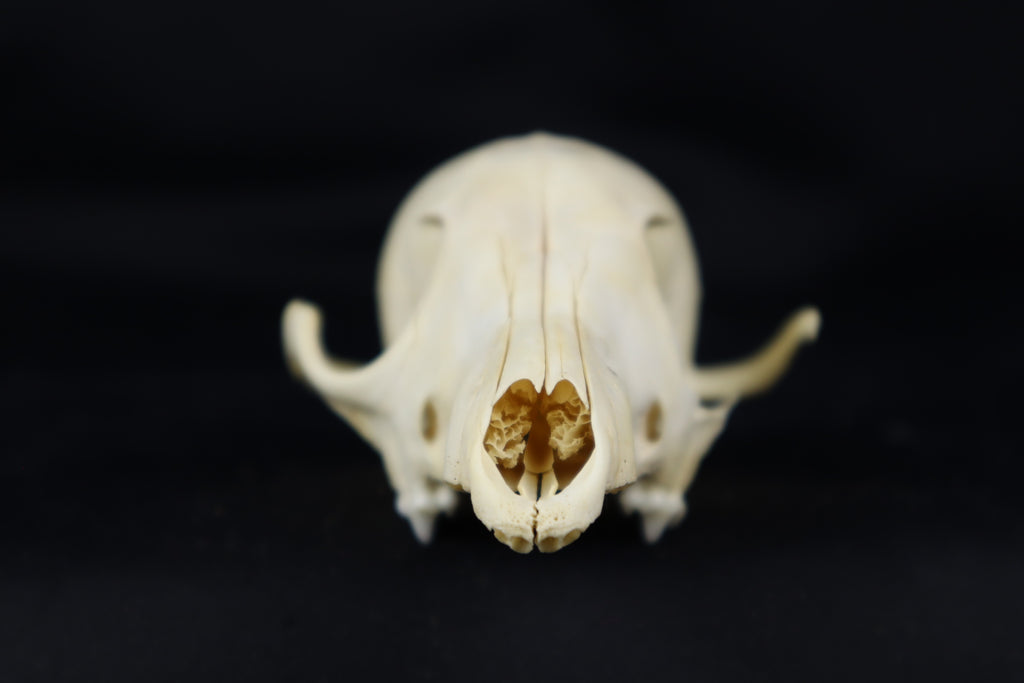 Craft Red Fox Skull