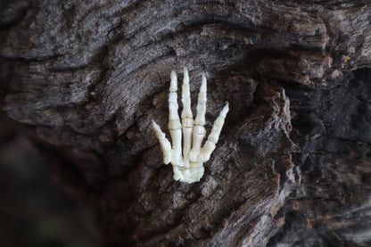 Baby Rabbit Paw Articulation