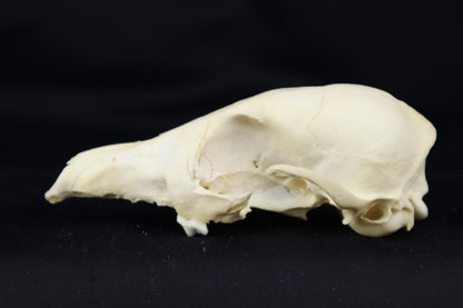 Craft Red Fox Skull