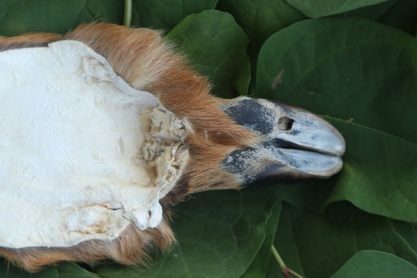 Soft Tanned Whitetail Deer Foot
