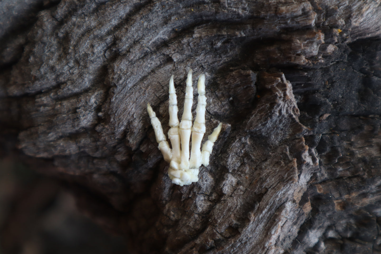 Baby Rabbit Paw Articulation