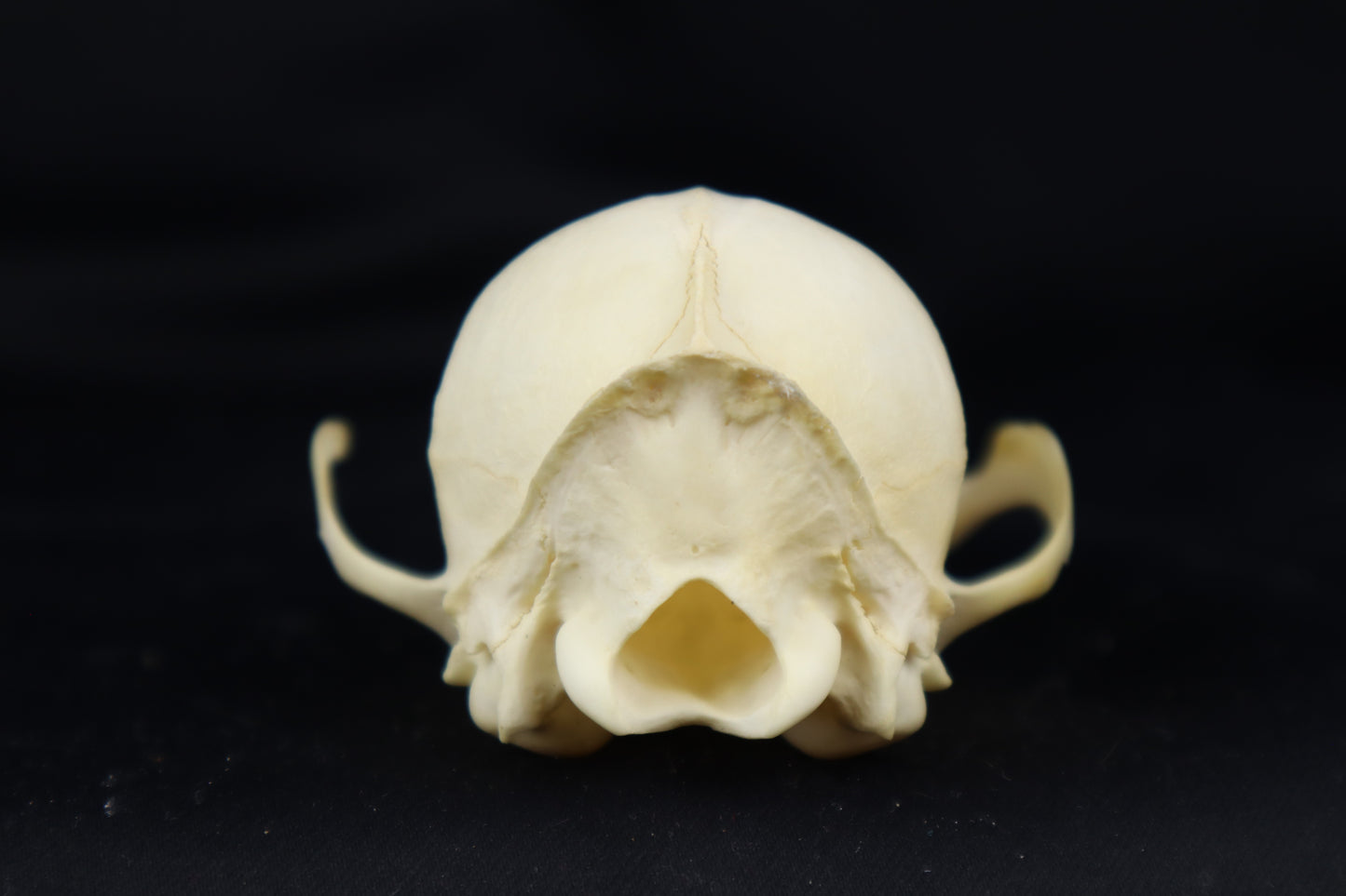 Craft Red Fox Skull