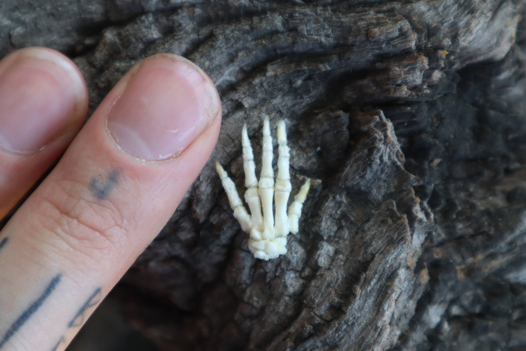 Baby Rabbit Paw Articulation