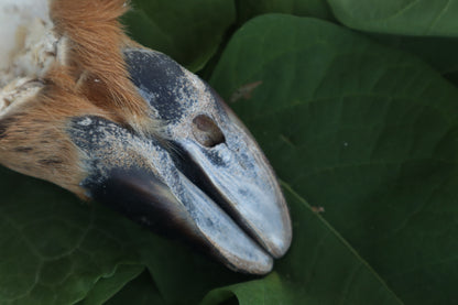 Soft Tanned Whitetail Deer Foot