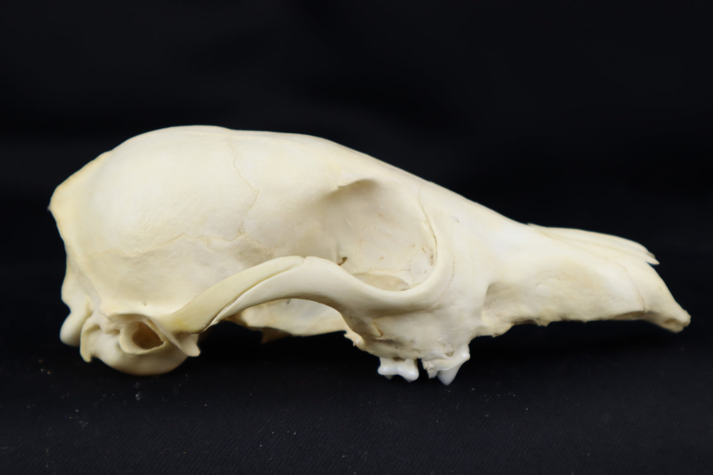 Craft Red Fox Skull