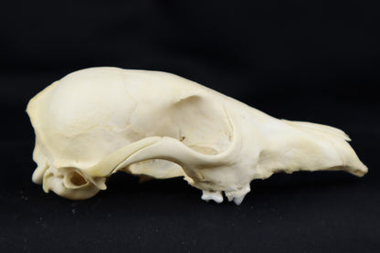 Craft Red Fox Skull