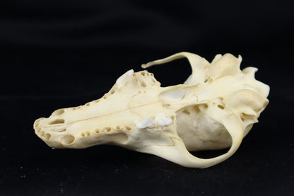 Craft Red Fox Skull