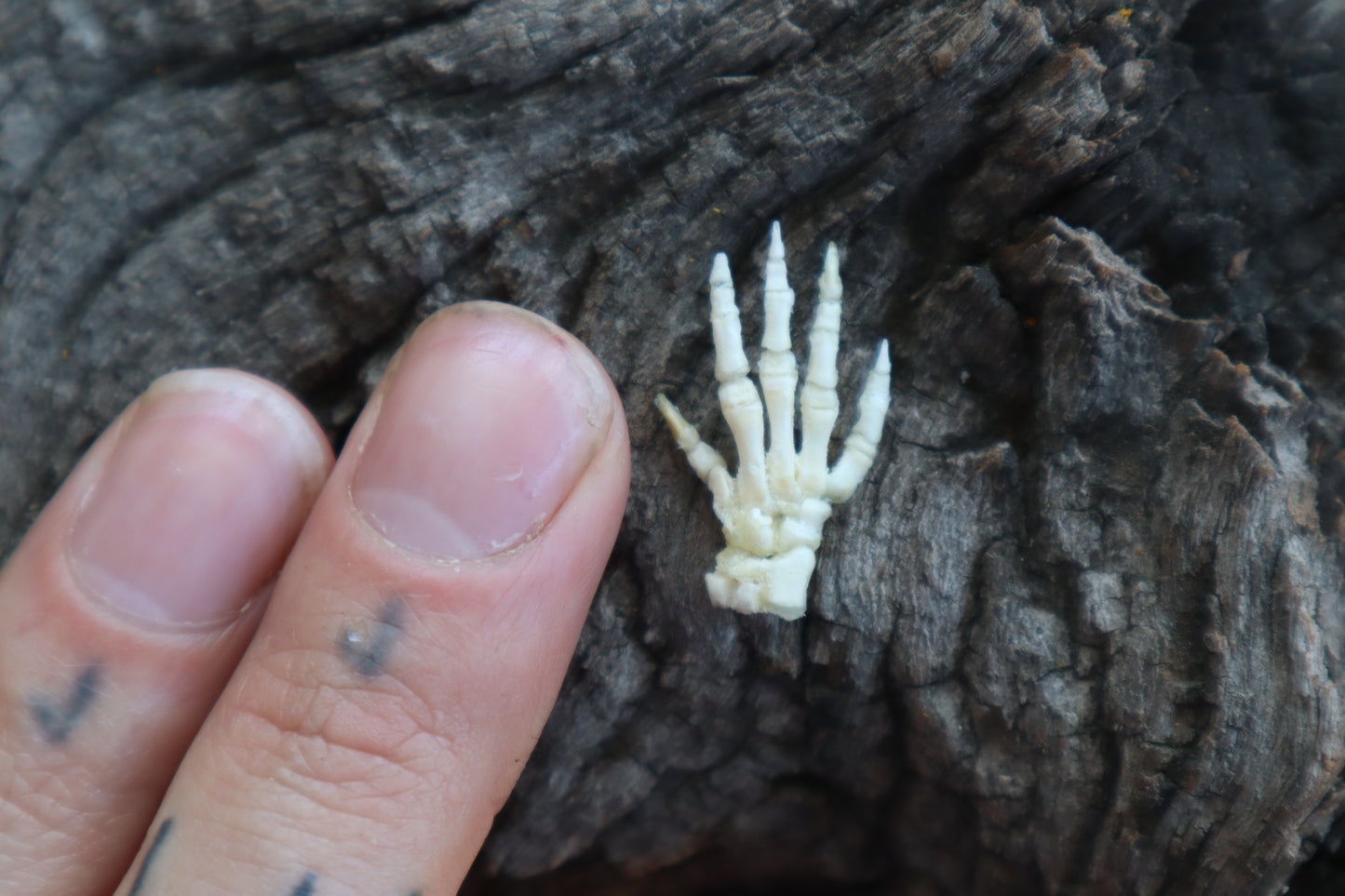 Baby Rabbit Paw Articulation