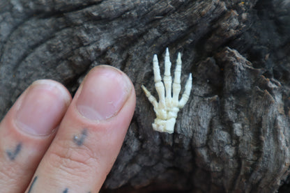 Baby Rabbit Paw Articulation