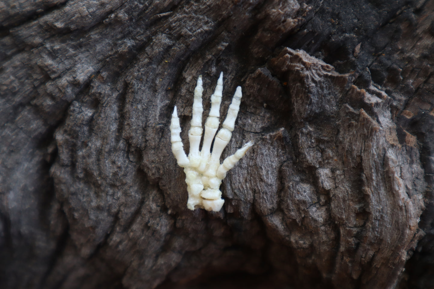 Baby Rabbit Paw Articulation
