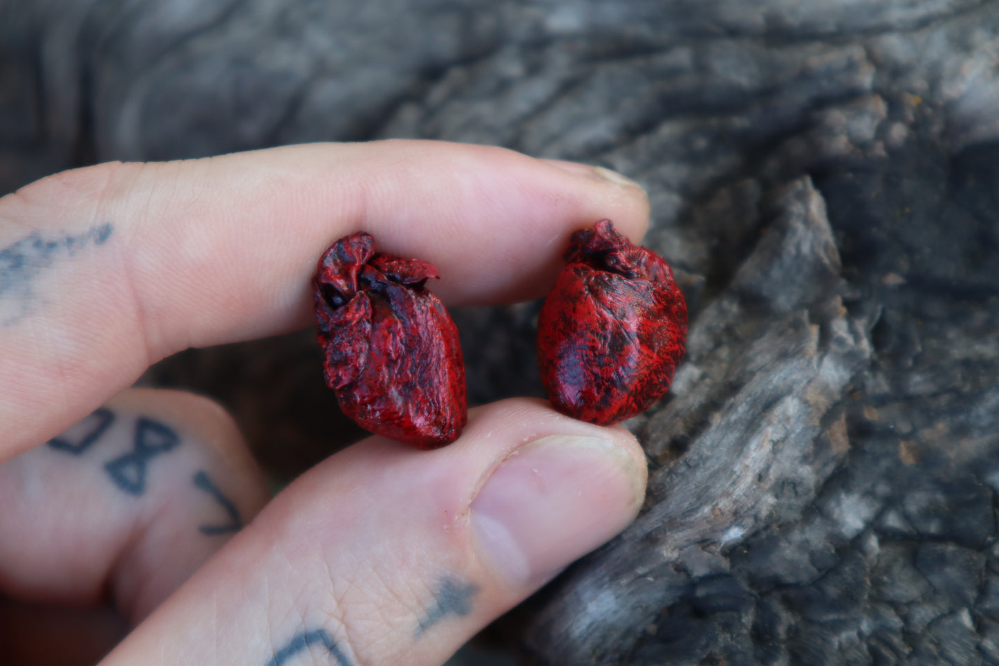 Dry Preserved Fetal Beaver Heart