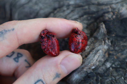 Dry Preserved Fetal Beaver Heart