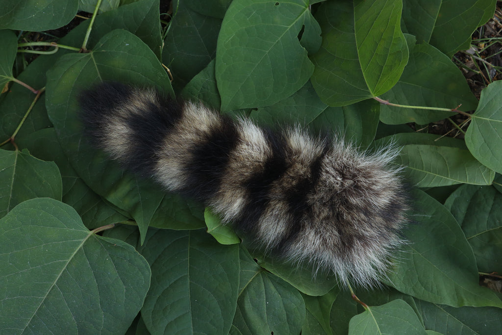 Raccoon Tail