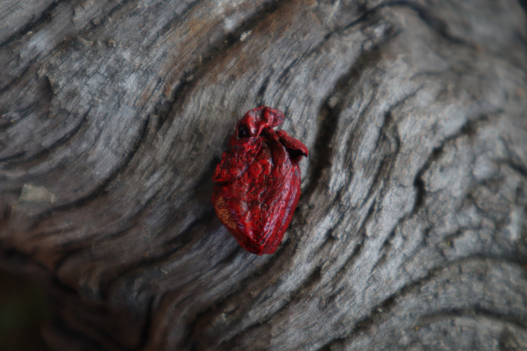 Dry Preserved Fetal Beaver Heart
