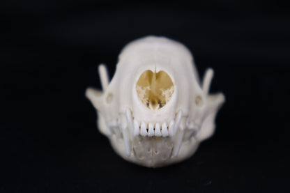 Skunk Skull