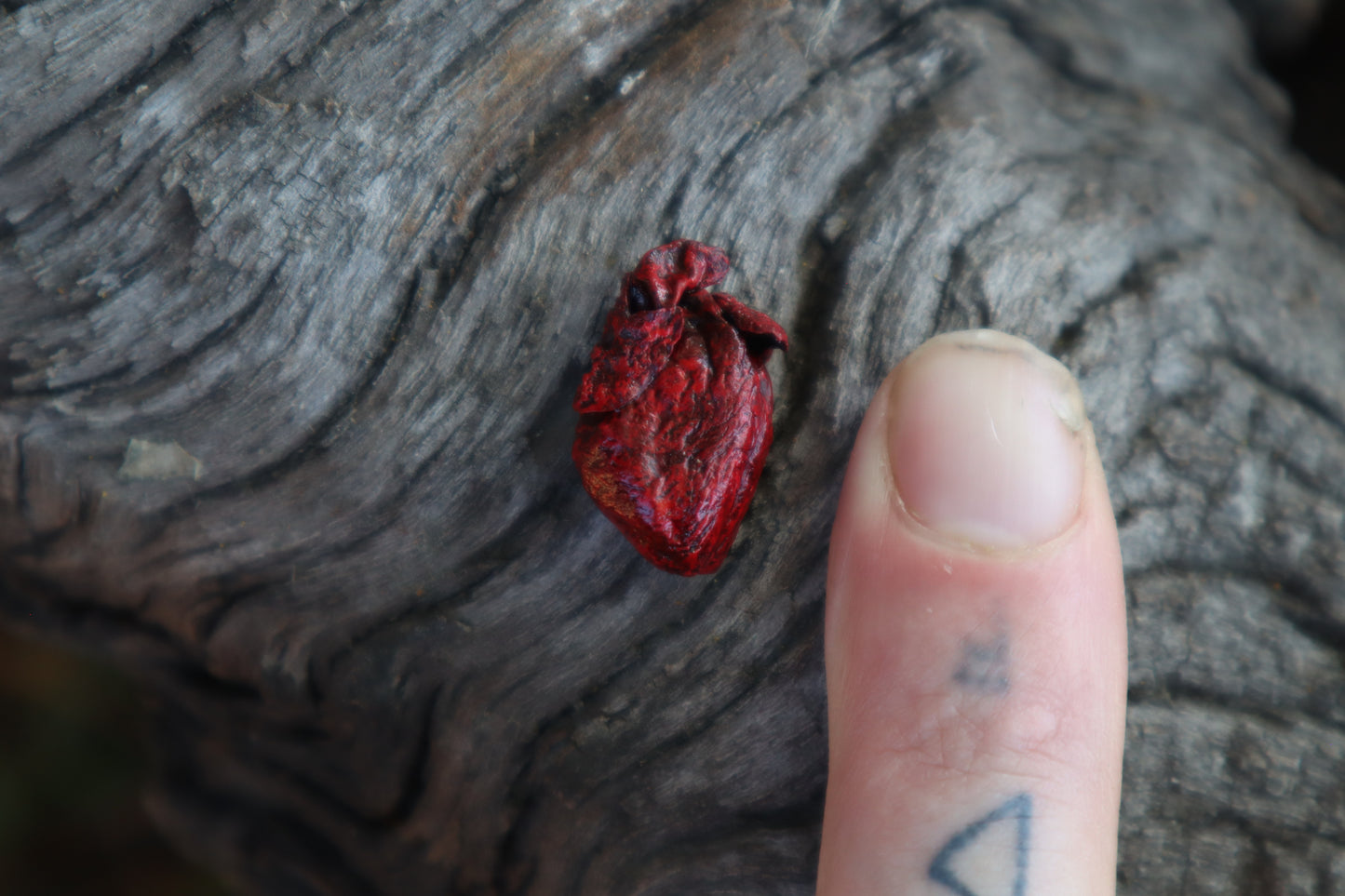 Dry Preserved Fetal Beaver Heart