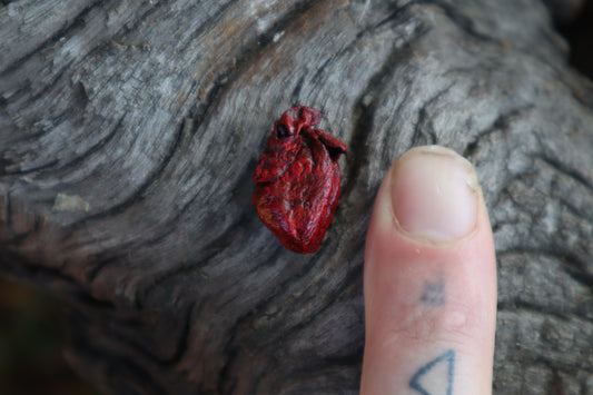 Dry Preserved Fetal Beaver Heart