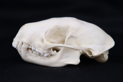 Skunk Skull
