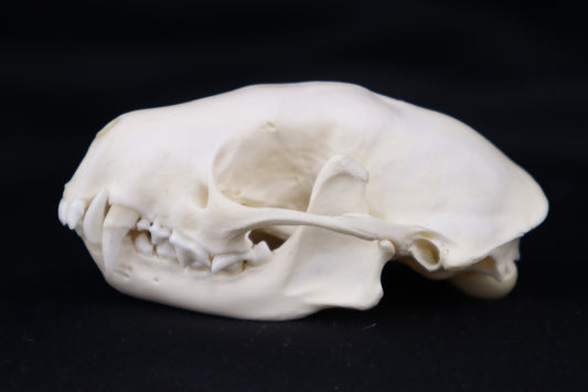 Skunk Skull
