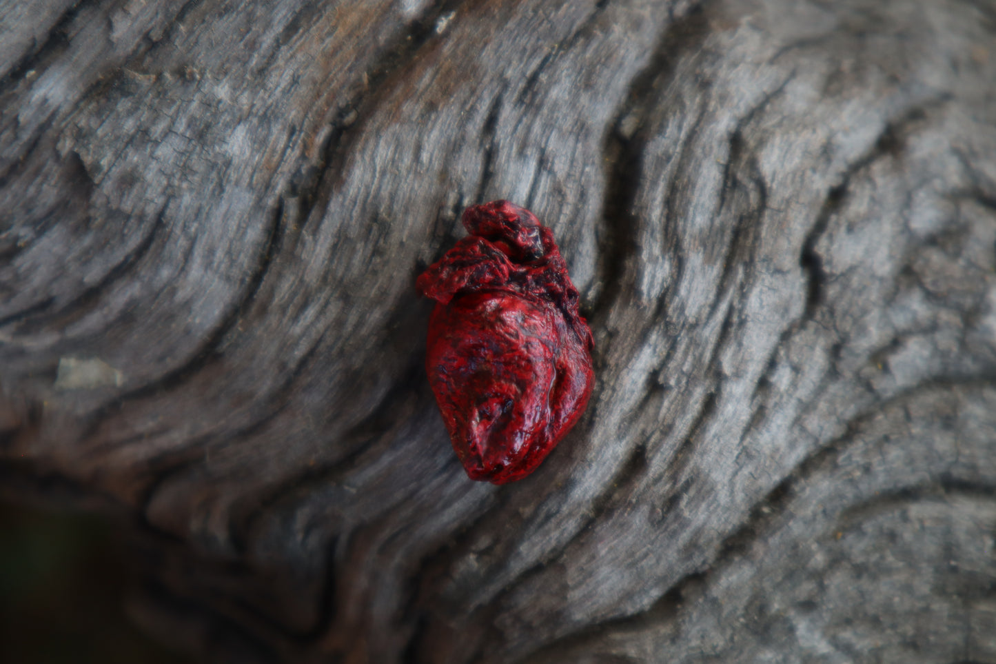 Dry Preserved Fetal Beaver Heart