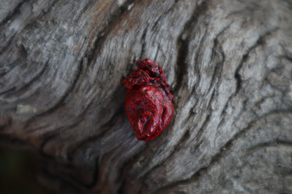 Dry Preserved Fetal Beaver Heart